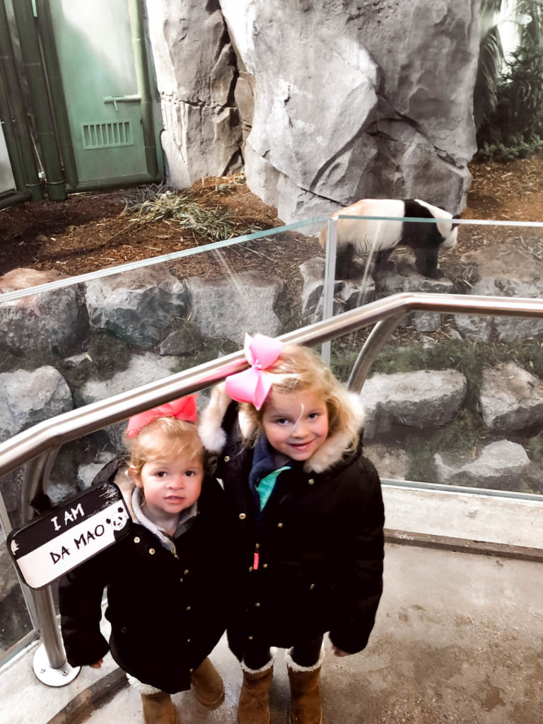 Winter Family Vacation, Calgary Zoo