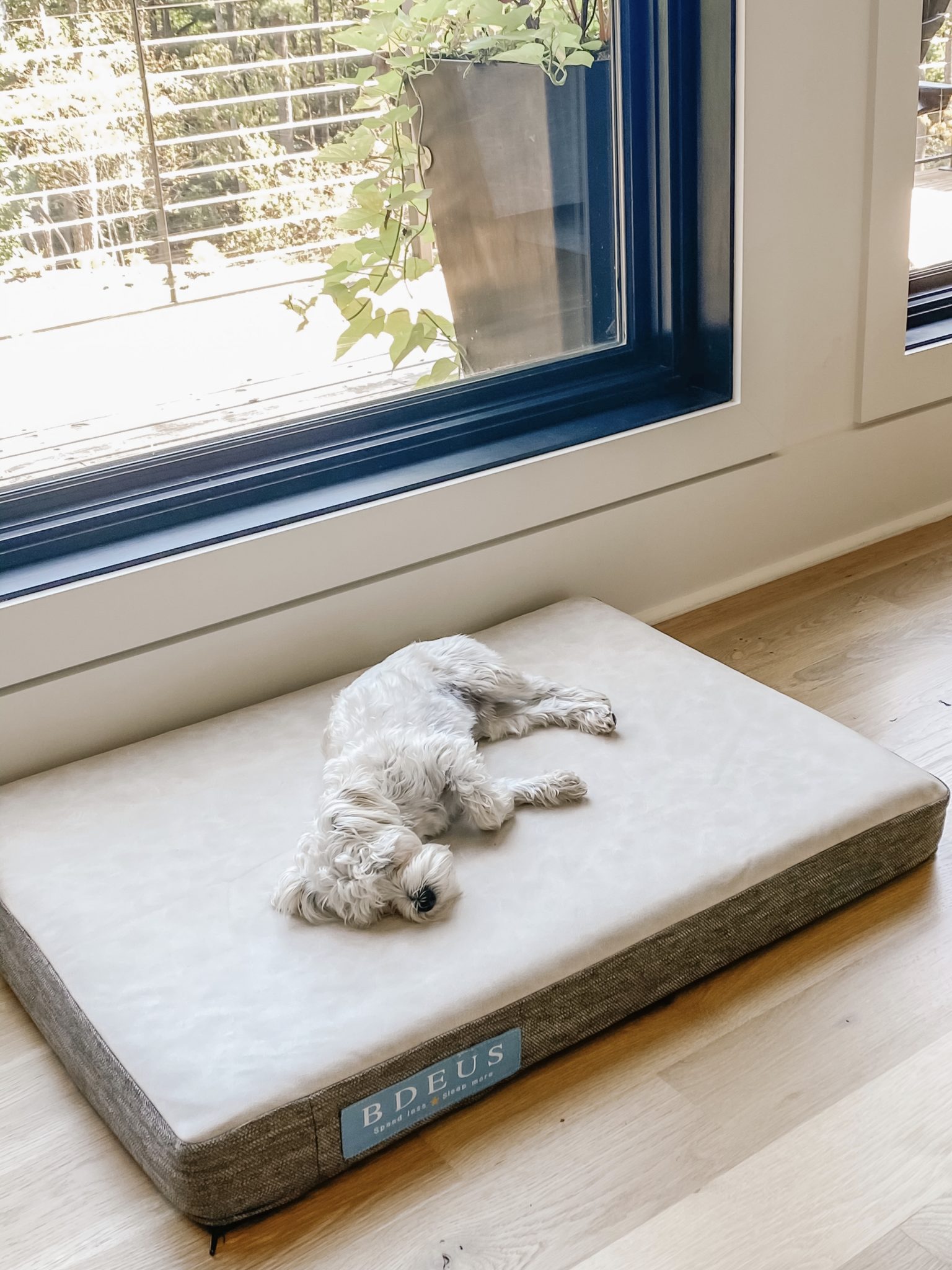 BDEUS memory foam, waterproof and cooling dog bed