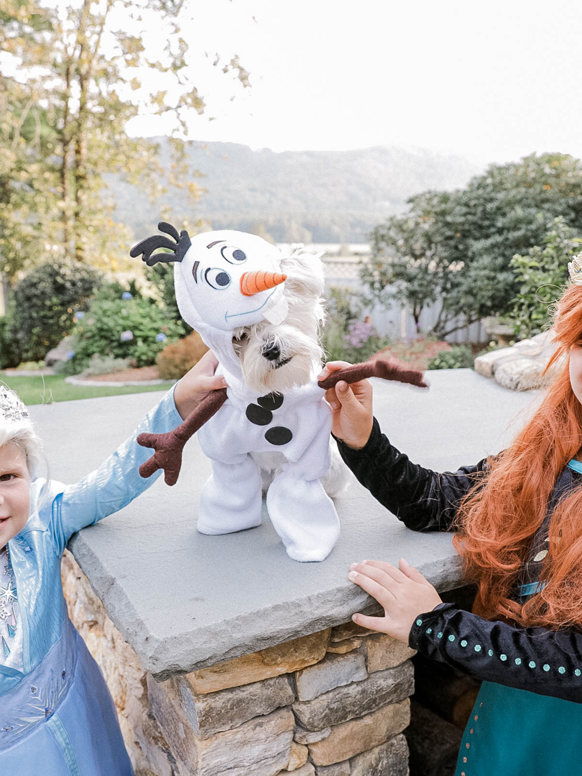 Charlie as Olaf. Frozen Costume for dogs